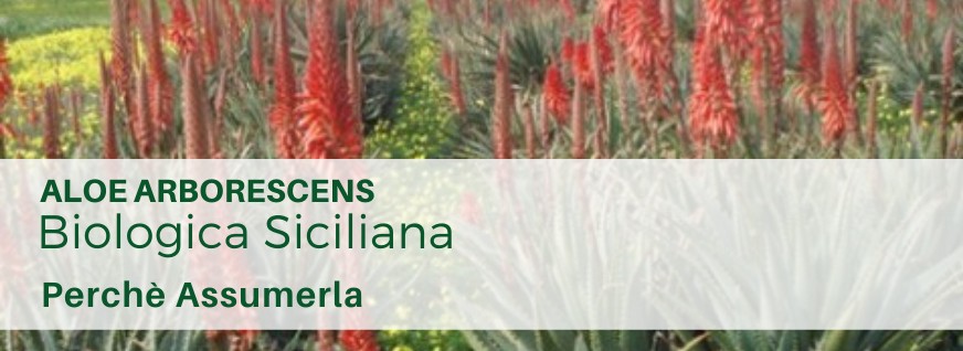 Aloe arborescens